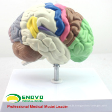 BRAIN09 (12407) Modèle humain du cerveau fonctionnel, modèles d&#39;anatomie&gt; Modèles de cerveau médical